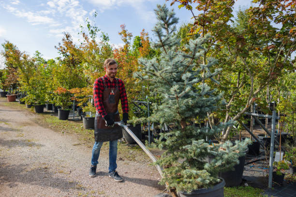 Leaf Removal